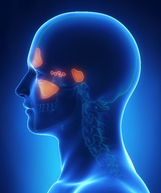 Graphic of areas in sinus cavity afflicted by pain and congestion